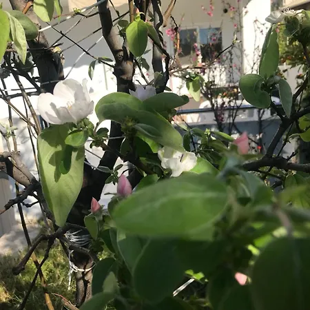 Vila Asclepeias Ionian