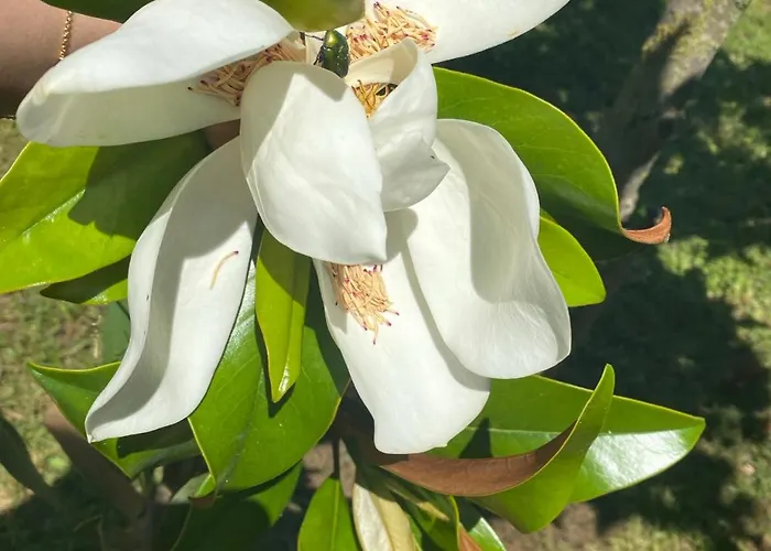 Villa Asclepeias Ionian *