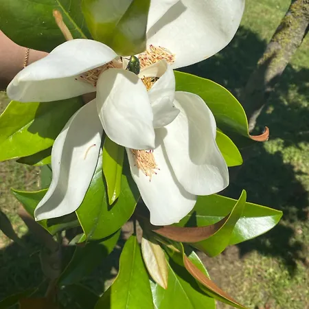 Vila Asclepeias Ionian *